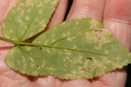 Image of Septoria aegopodii Desm.