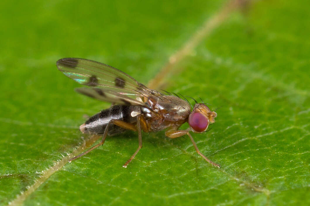 Image de Geomyza tripunctata Fallen 1823