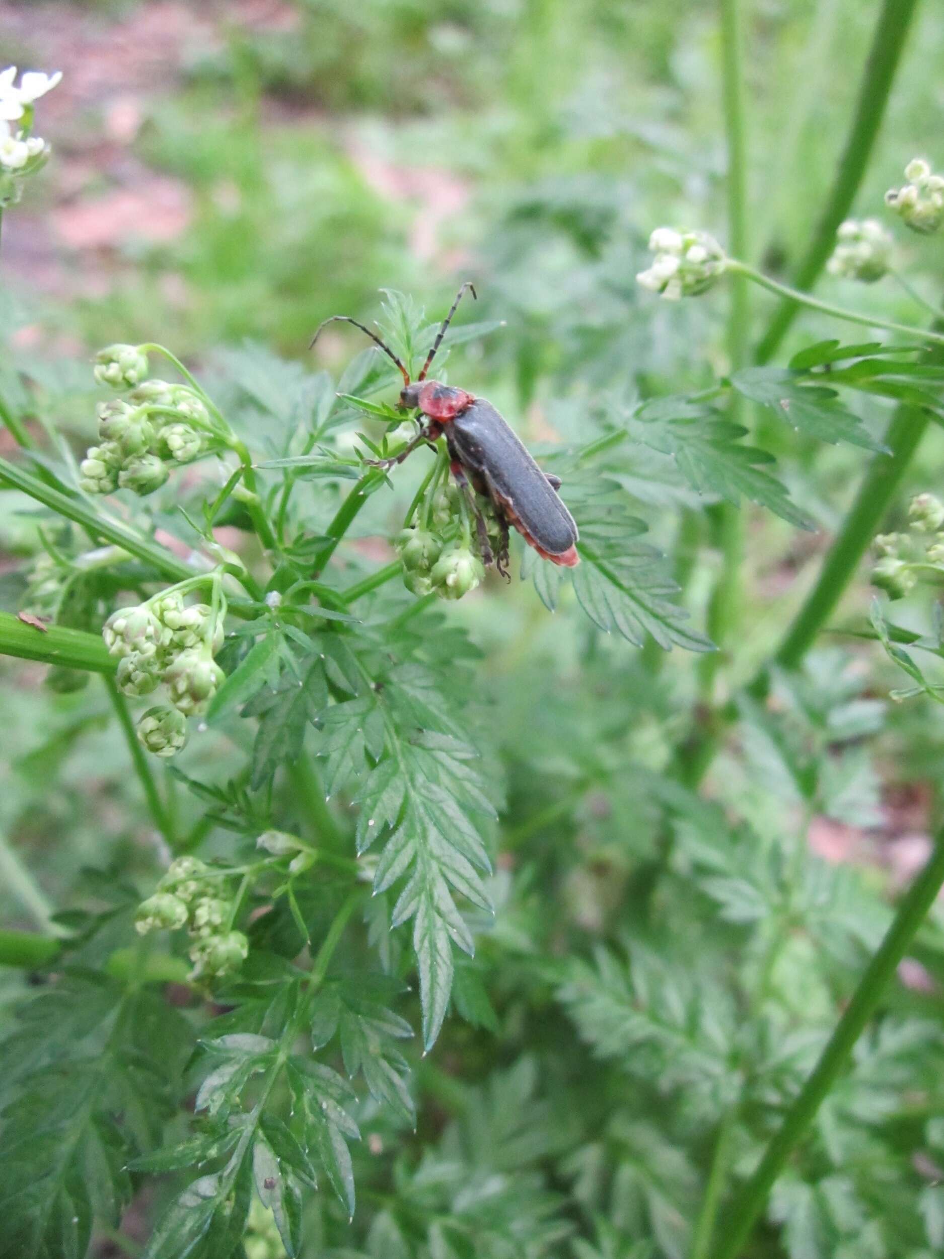 Image of Cantharis rustica