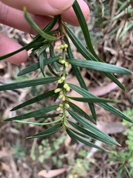 Image of Podocarpus spinulosus (Sm.) R. Br. ex Mirb.