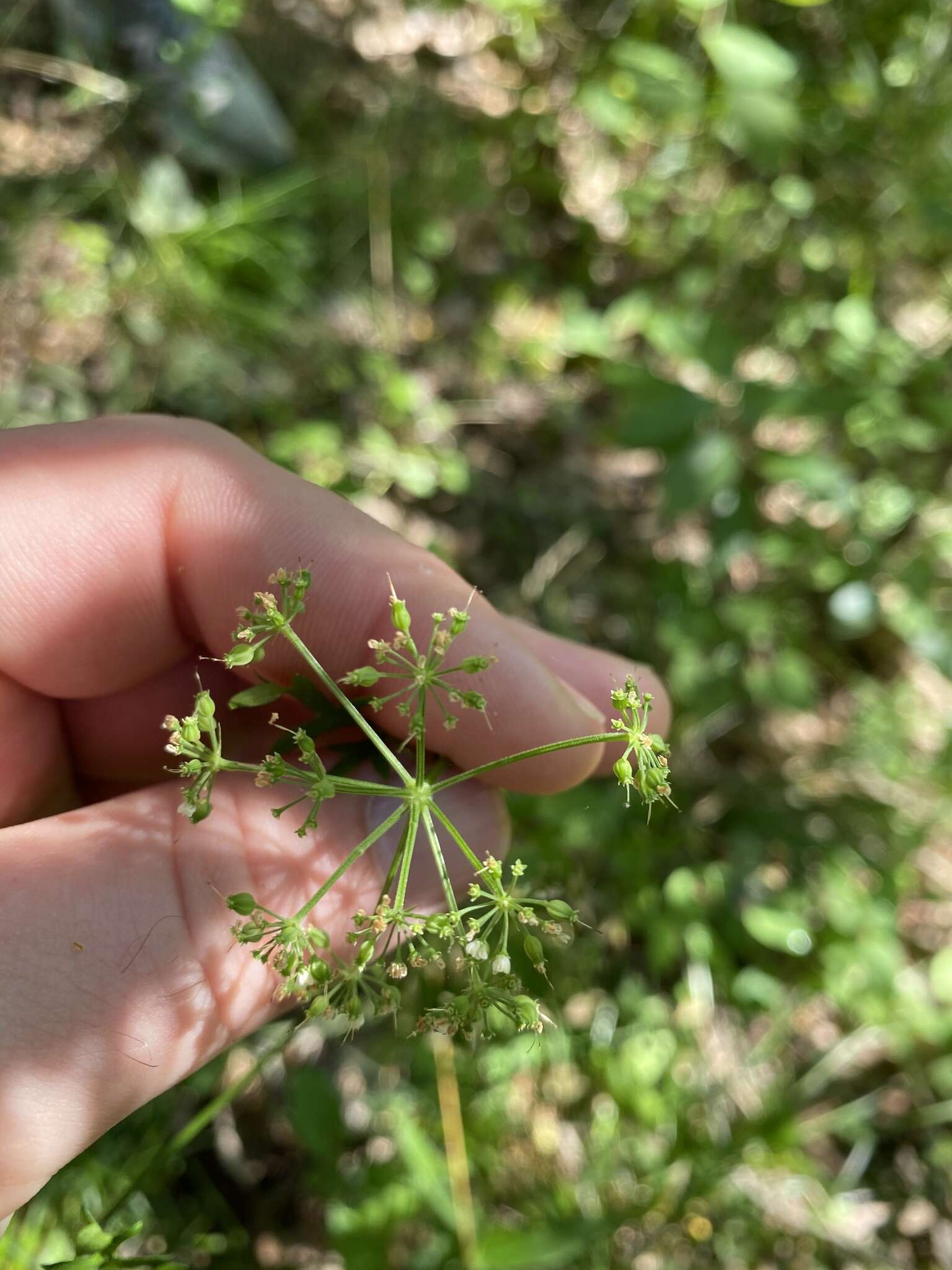 Image of cutleaf meadowparsnip