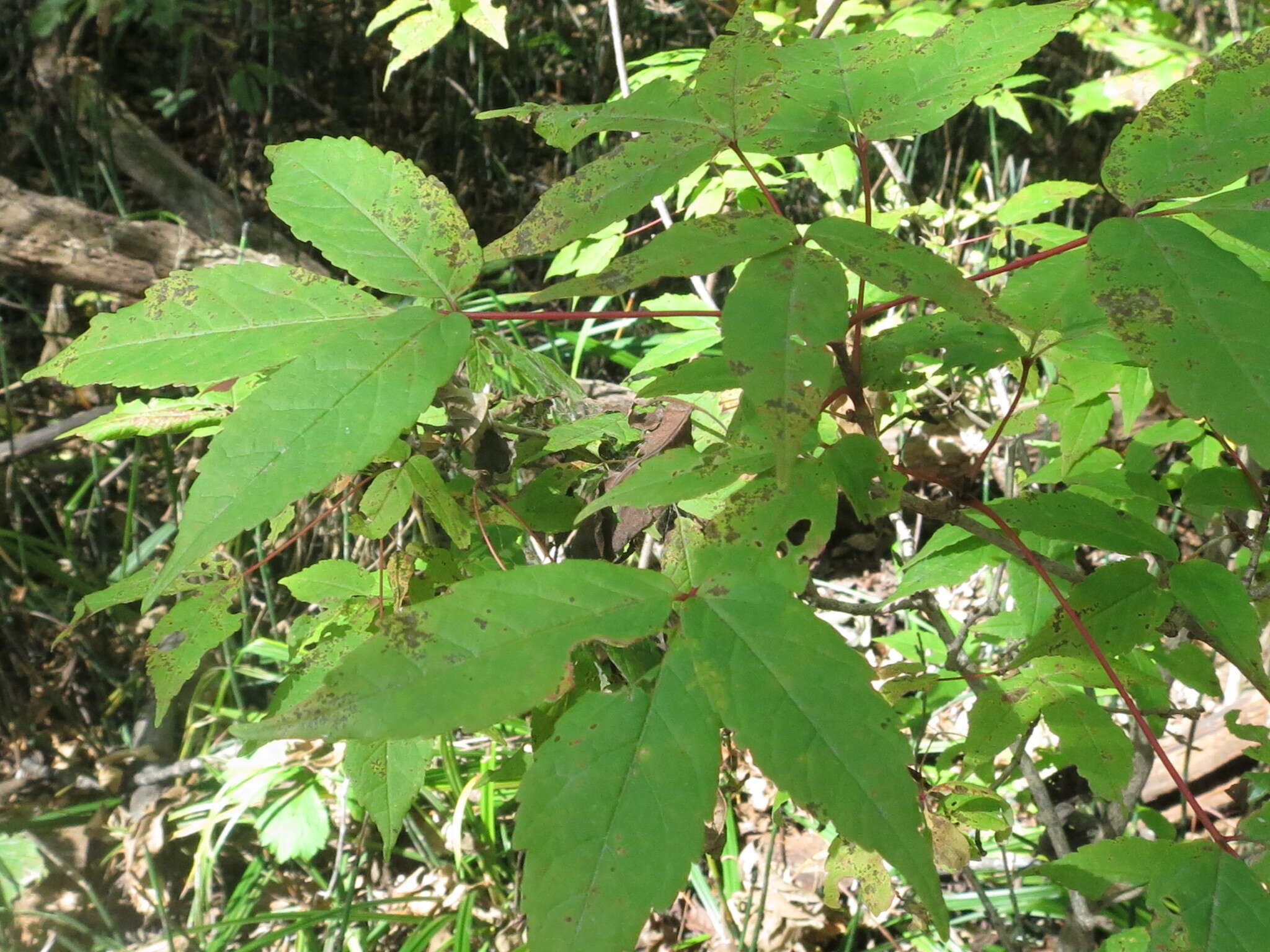 Plancia ëd Acer mandshuricum Maxim.