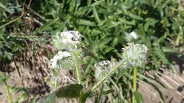 صورة Cryptantha intermedia (A. Gray) Greene