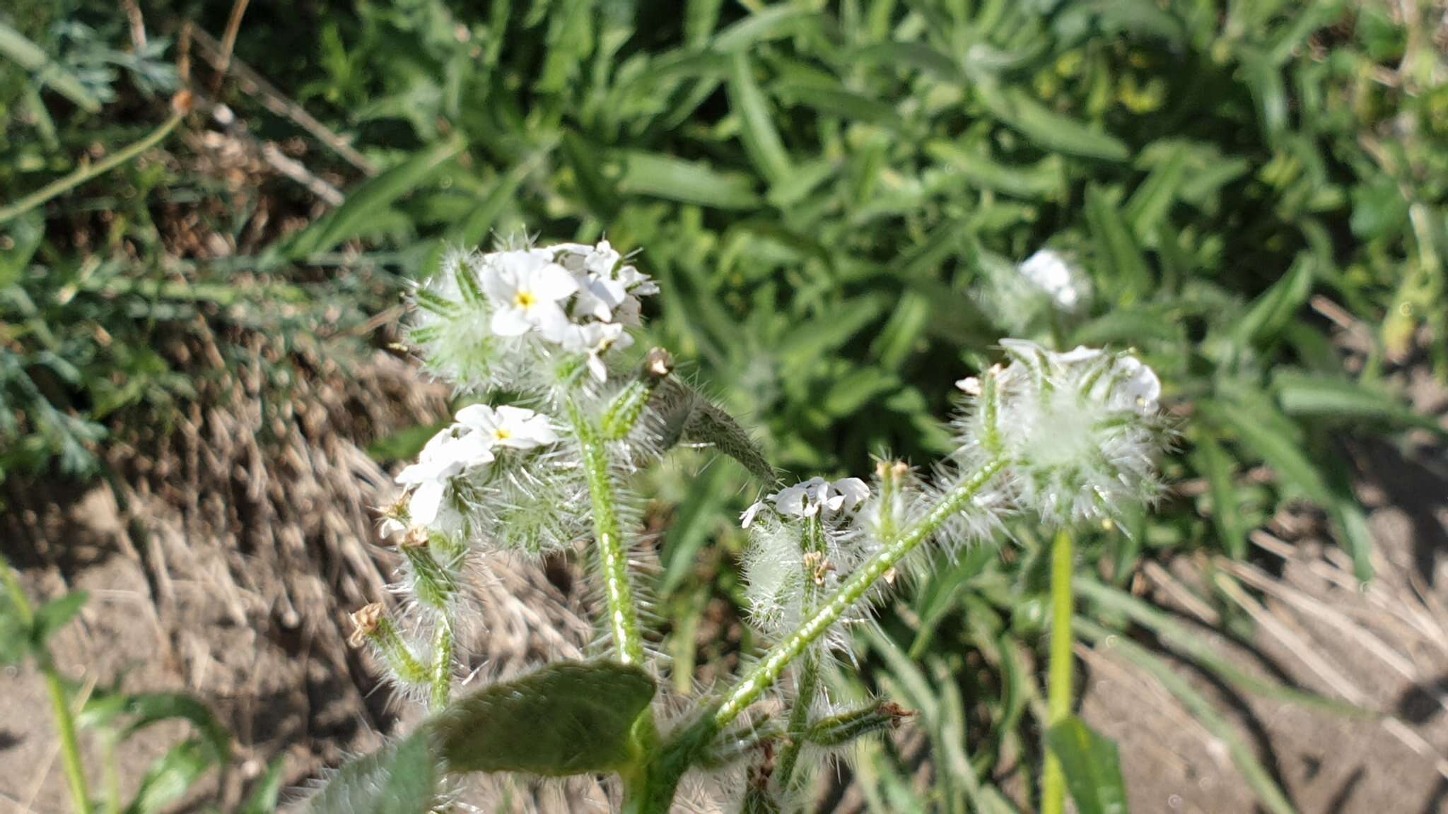 صورة Cryptantha intermedia (A. Gray) Greene