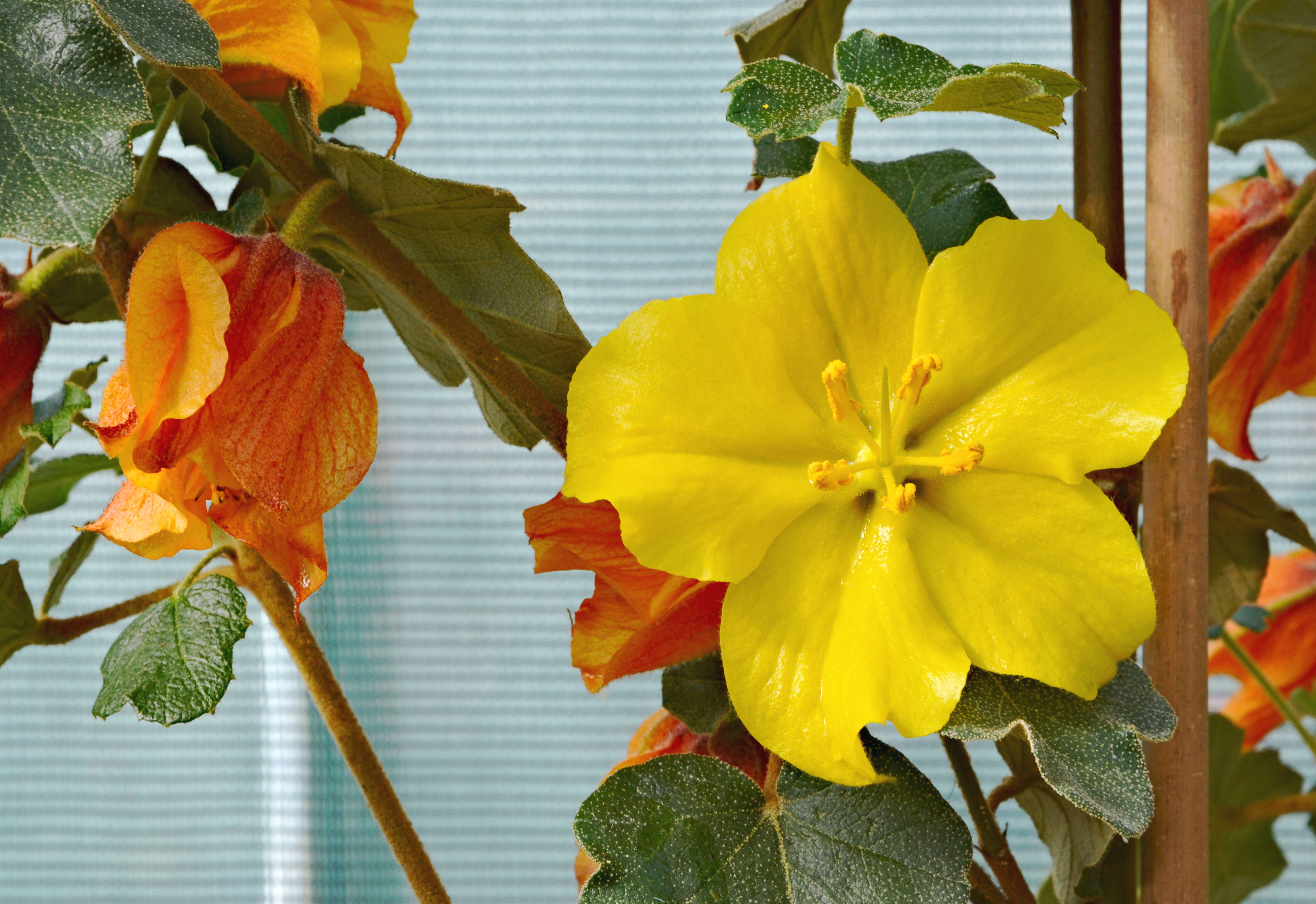 Image of California flannelbush