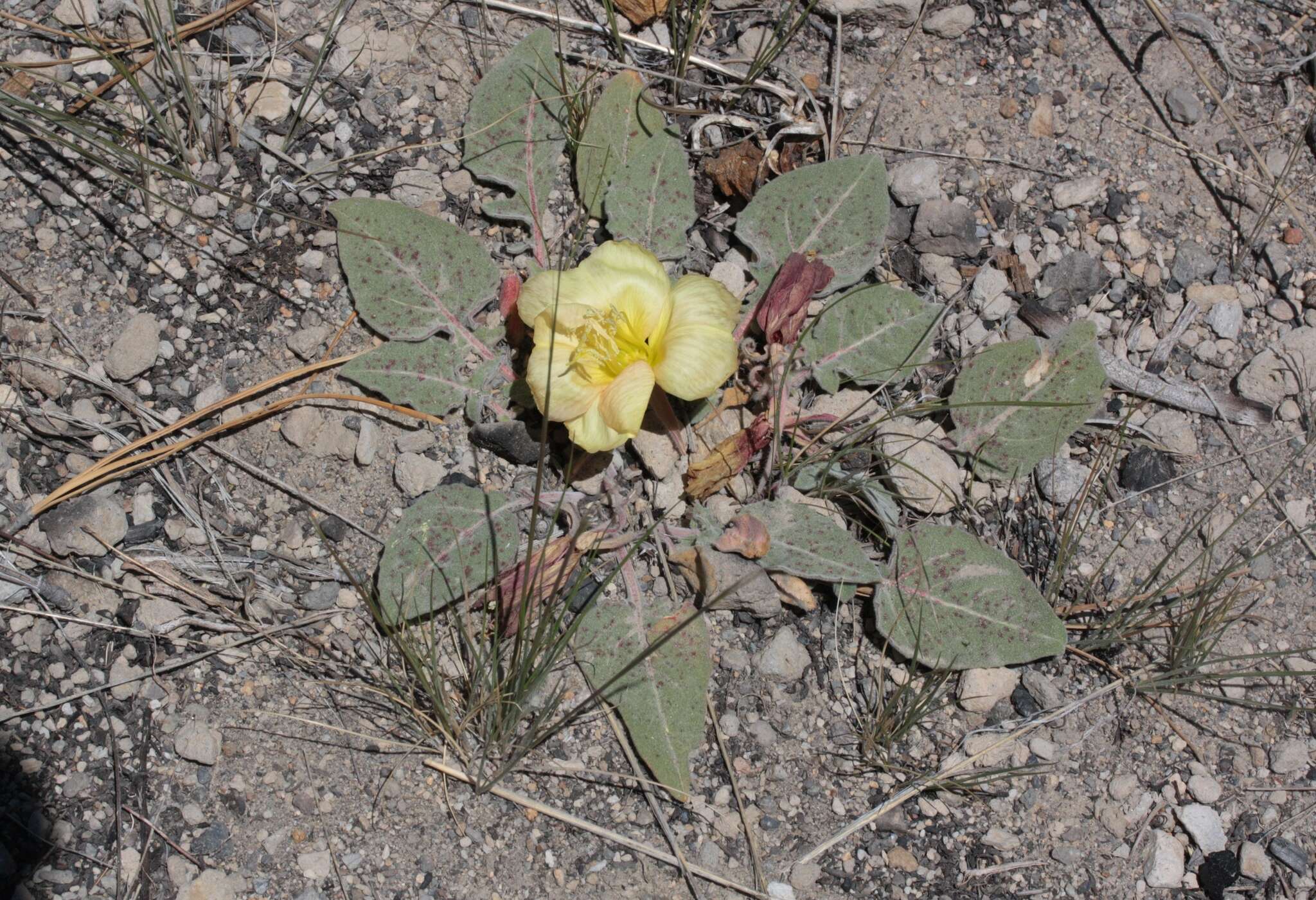 Imagem de Oenothera xylocarpa Coville