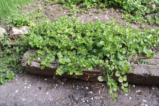Слика од Lysimachia nummularia L.
