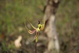 Caladenia integra E. Coleman的圖片