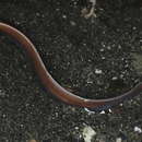 Image of black ribbon worm