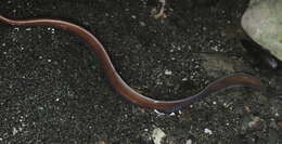 Image of black ribbon worm