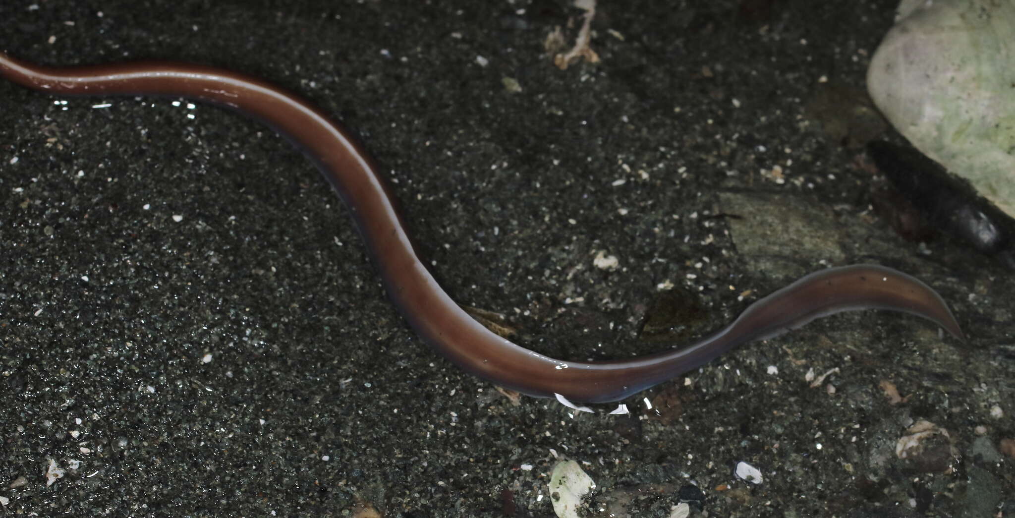 Image of black ribbon worm