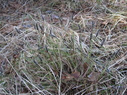 Image de Linaigrette dense