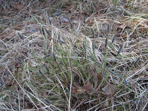 Image de Linaigrette dense