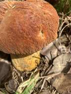 Image of Rugiboletus