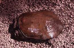 Image of Wattle-necked Softshell Turtle