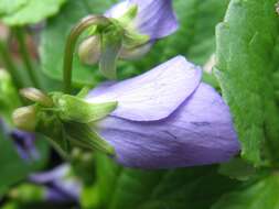 Image of common blue violet