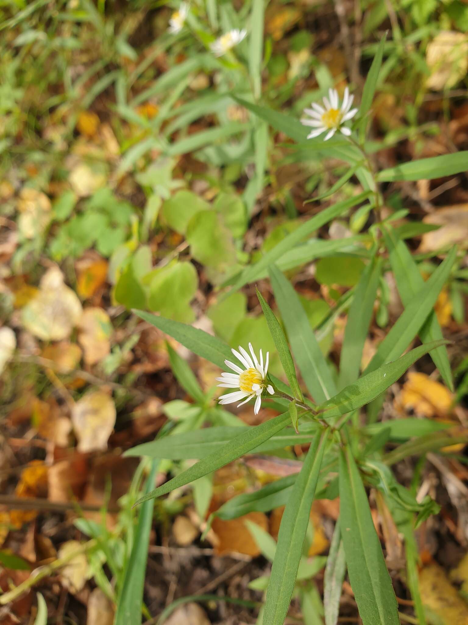 Image of <i>Symphyotrichum <i>novi-belgii</i></i> var. novi-belgii