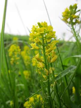 Image of winter-cress, yellow rocket