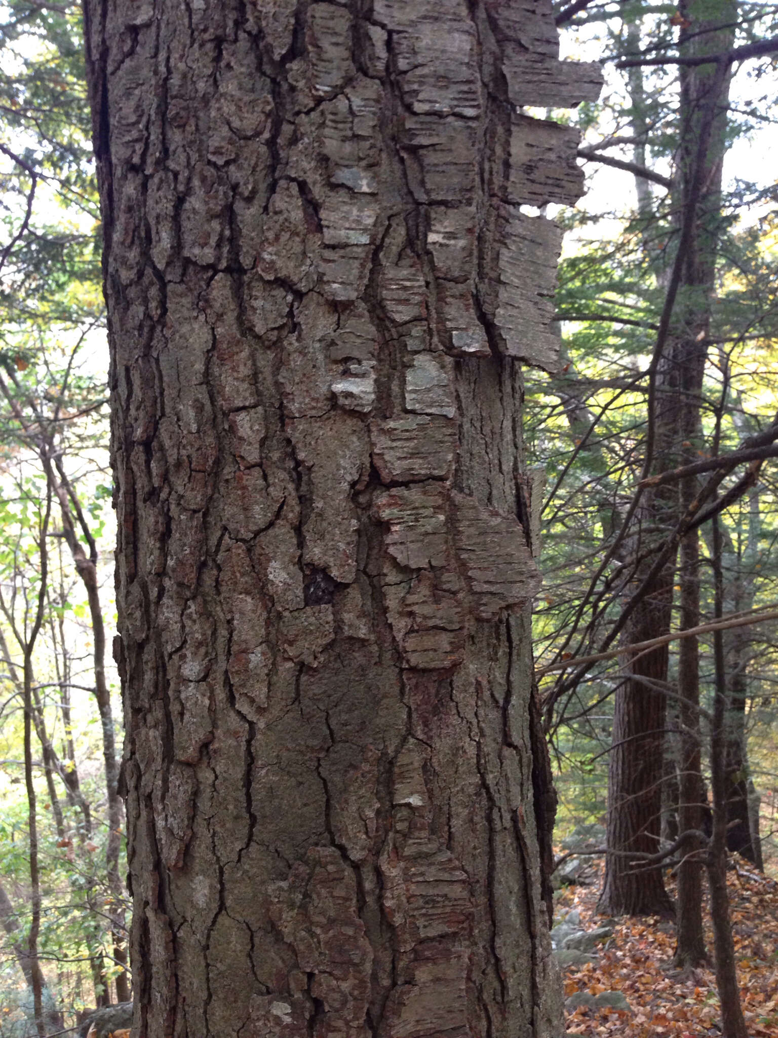 Image of Black birch