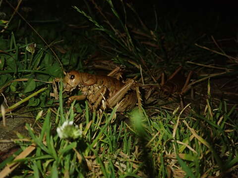 Image of Cook Strait giant weta