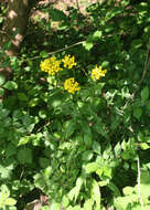 Image of Erysimum aureum M. Bieb.