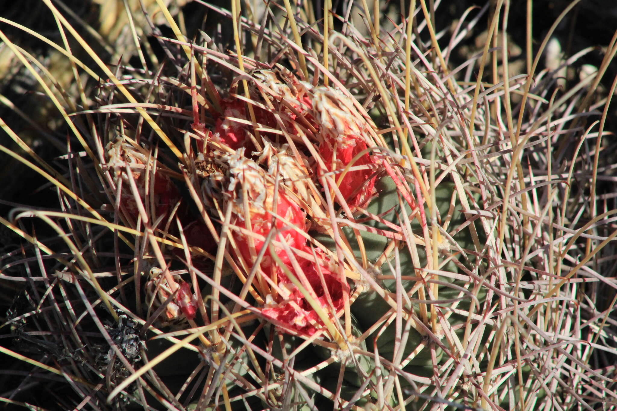 Image of Chihuahuan Fishhook Cactus