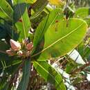 Image of Kielmeyera rubriflora Cambess.