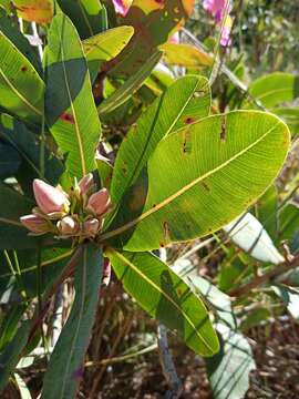 Image of Kielmeyera rubriflora Cambess.