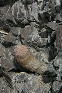 Image of Echinocereus chisosensis subsp. fobeanus (Oehme) N. P. Taylor