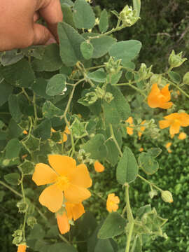 Image of false Indianmallow