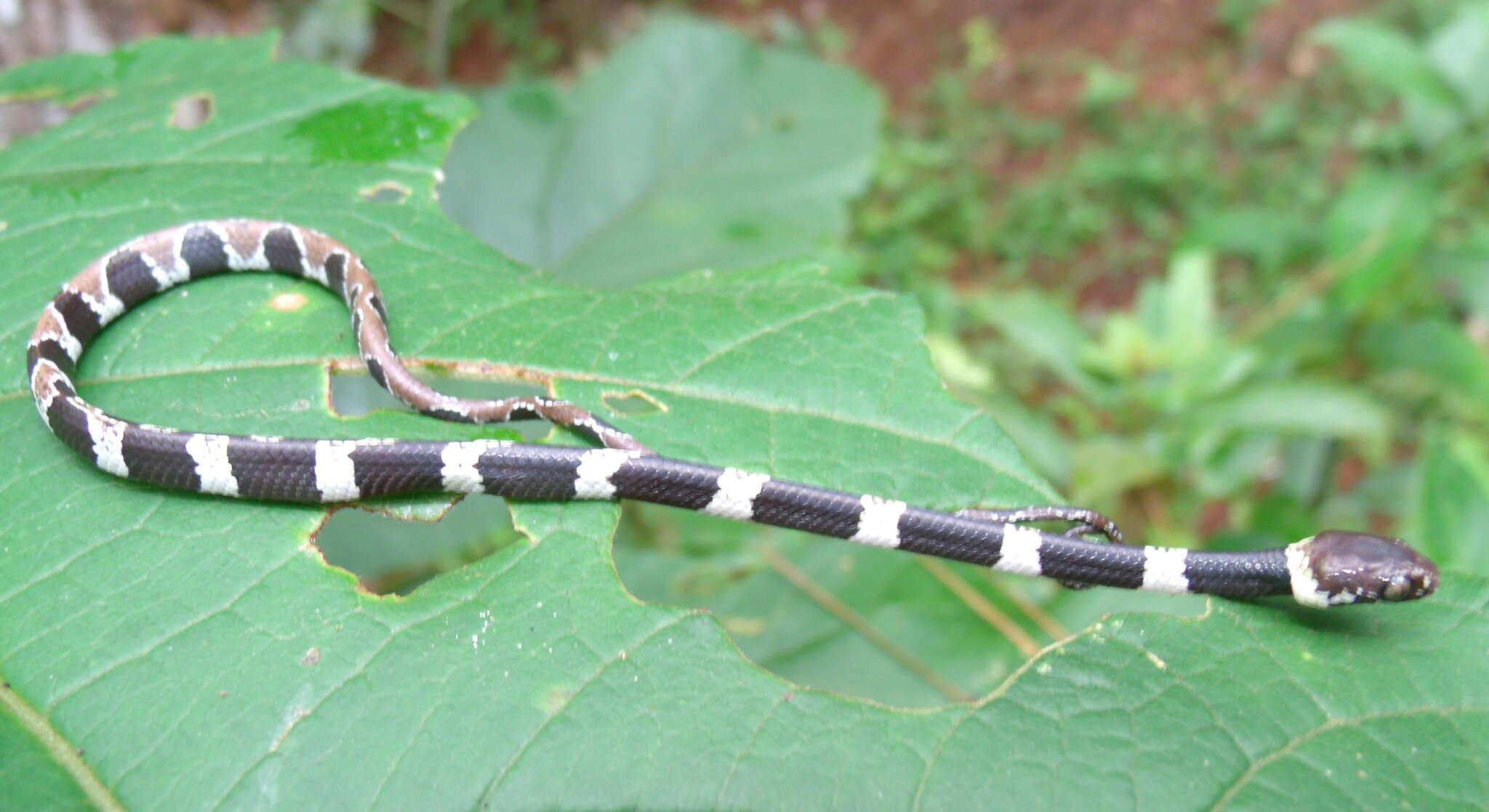 Image of Temporal Snail-eater