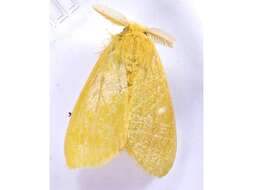 Слика од Euproctis lutea Fabricius 1775