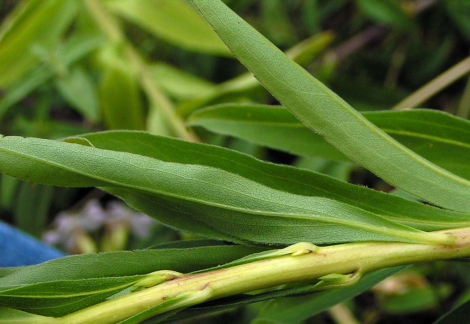 Imagem de Solidago gigantea Ait.