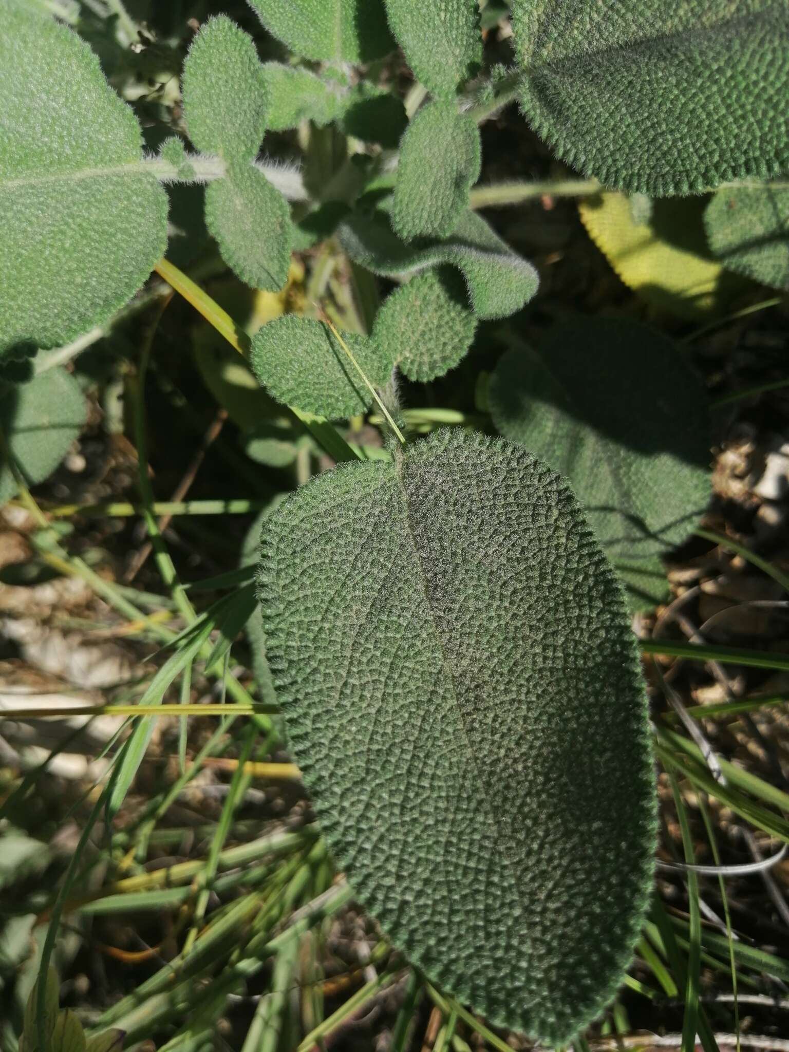 Image of Salvia ringens Sm.