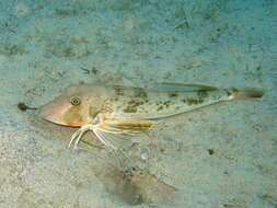 Image of Sapphirine Gurnard