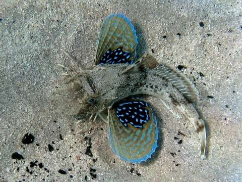 Imagem de Chelidonichthys lucerna (Linnaeus 1758)