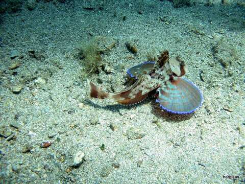 Image of Rock Gurnard