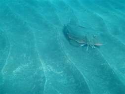 Image of Rock Gurnard