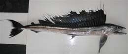 Image of lancetfishes