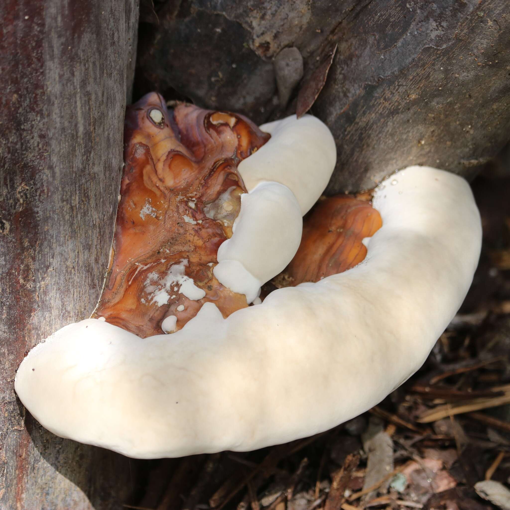 Image of Ganoderma martinicense Welti & Courtec. 2010