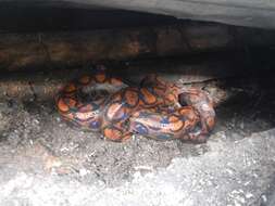 Image of Rainbow Boa