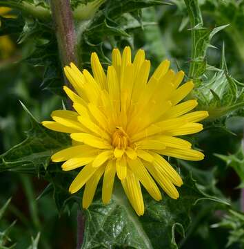 Image of Spanish oyster thistle