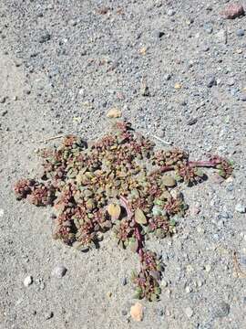 Image of Cooke's phacelia