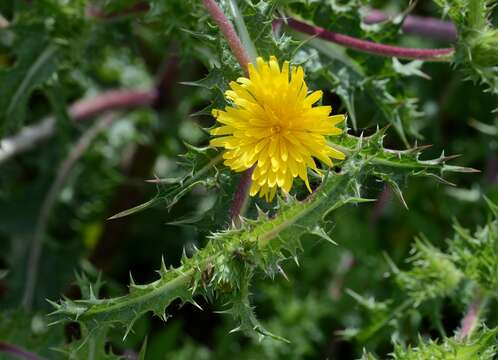 Image of Spanish oyster thistle