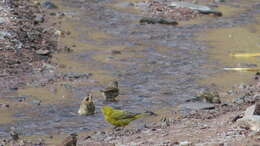 Image of Monte Yellow Finch