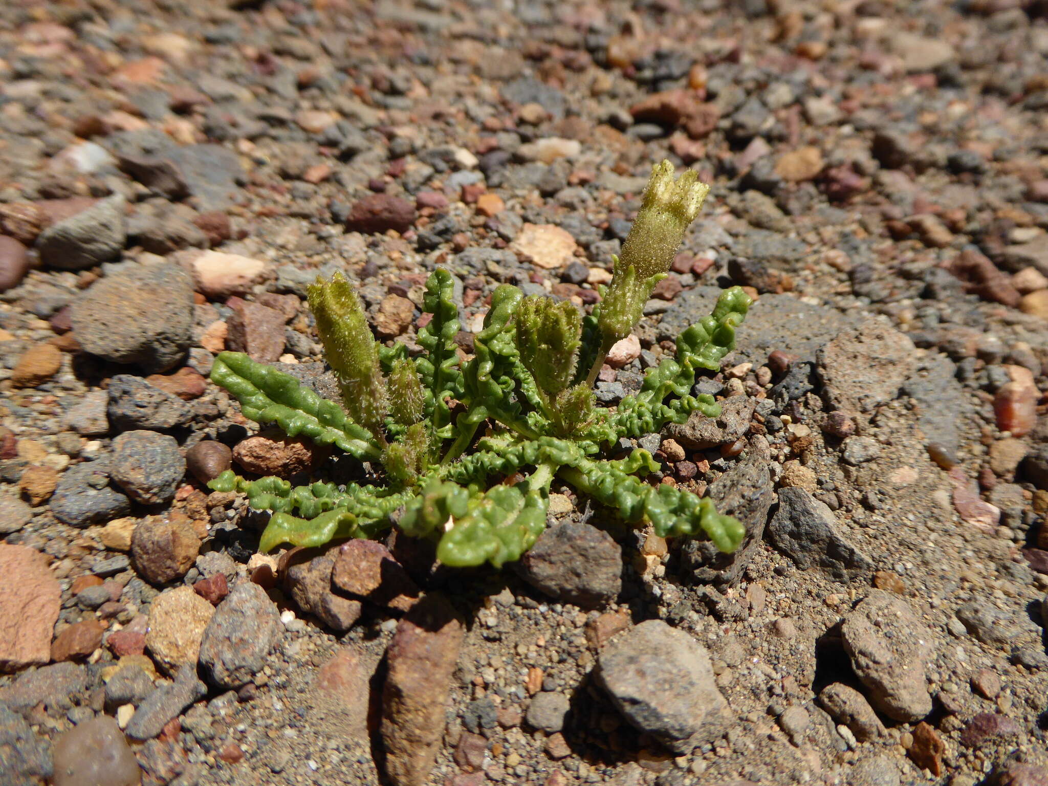 Image of Nicotiana acaulis Speg.