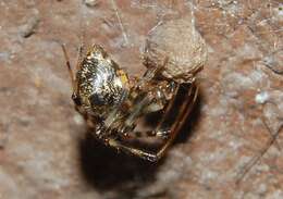 Image of Parasteatoda