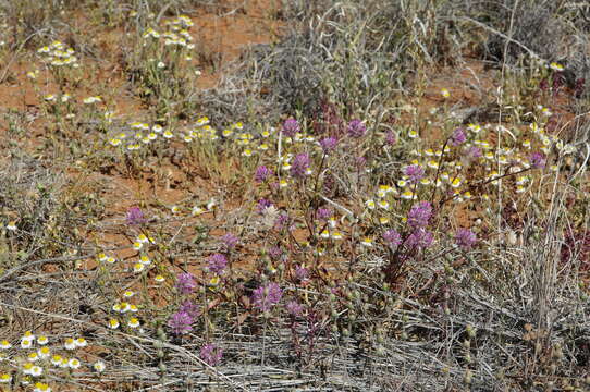 Ptilotus aristatus Ben I的圖片