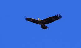 Image of Band-tailed Fish-eagle