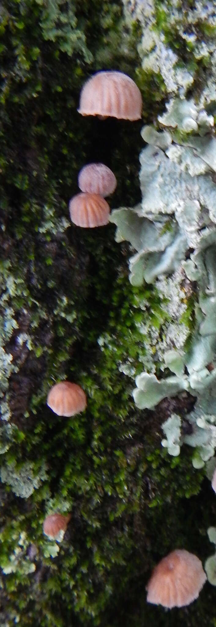 Image of Mycena corticola (Pers.) Gray 1821